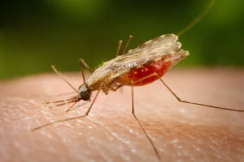 Anopheles_minimus parasites